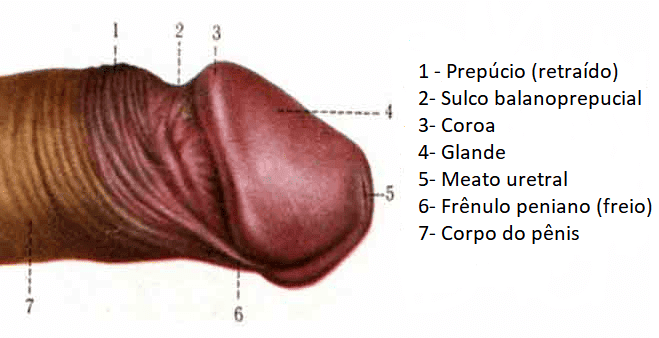 anatomia do penis